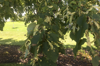 After Japanese Beetle Treatment on Linden
