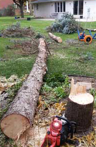 Removing a tree