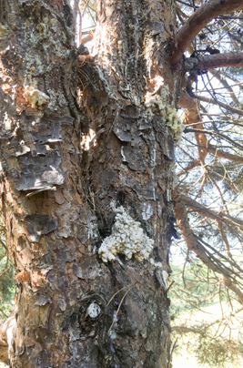 A Tree With Zimmerman Pine Moth